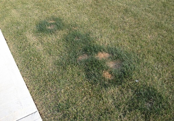 Too much or too little fertilizer- lawn care problem